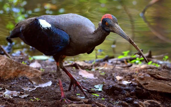  Red-naped Ibis or Indian Black Ibis (pseudibis papillosa)