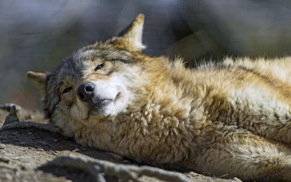 A serene wolf lying down on a rocky surface, basking in the sun. This stunning image serves as a 4K Ultra HD desktop wallpaper and background.