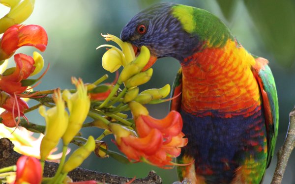 Animal Rainbow Lorikeet Birds Parrots Moreton Bay Chestnut Bird Parrot HD Wallpaper | Background Image