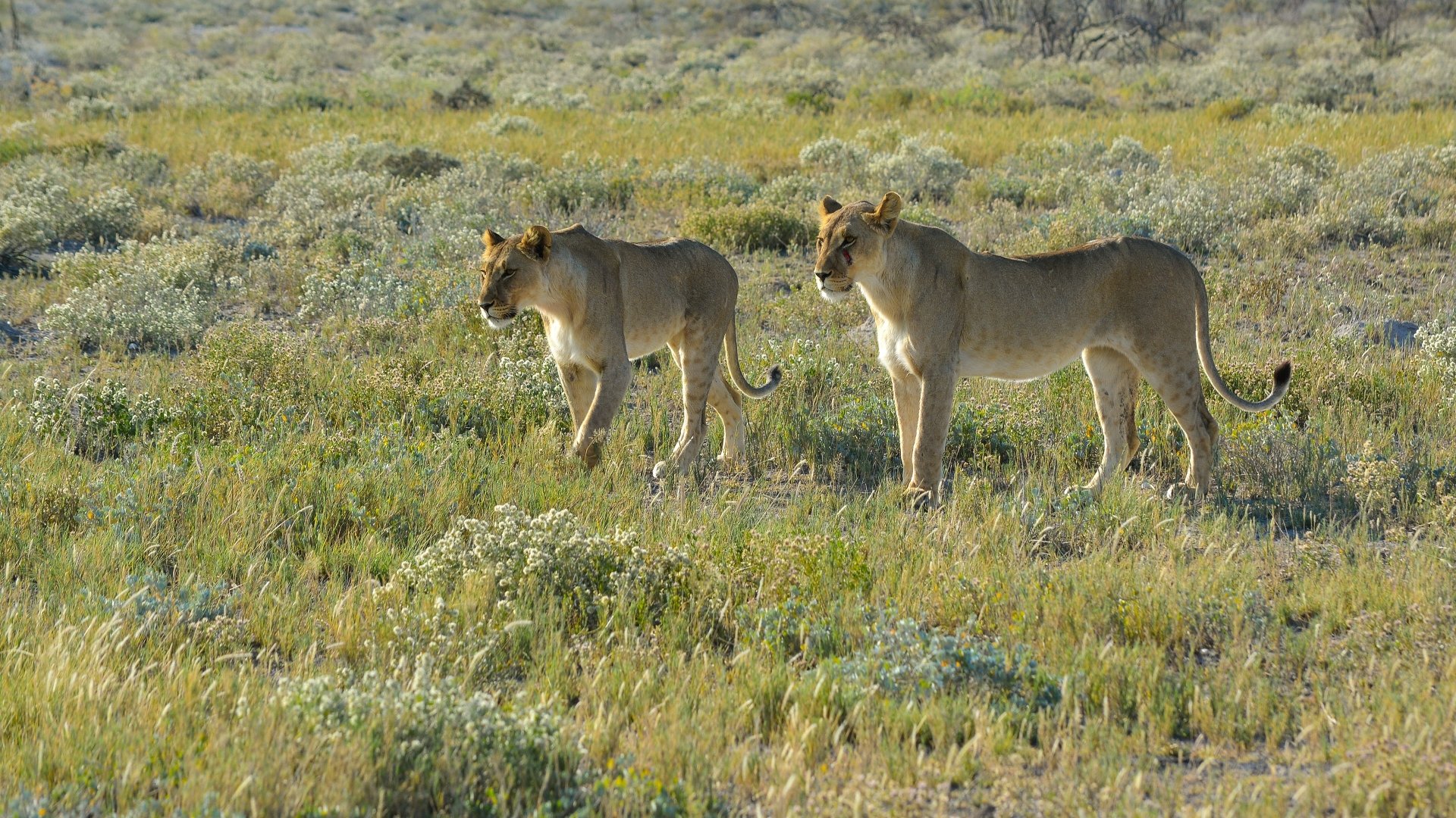 Two lions roam gracefully through a grassy landscape, captured in stunning detail, making an impressive HD desktop wallpaper and background for nature enthusiasts.