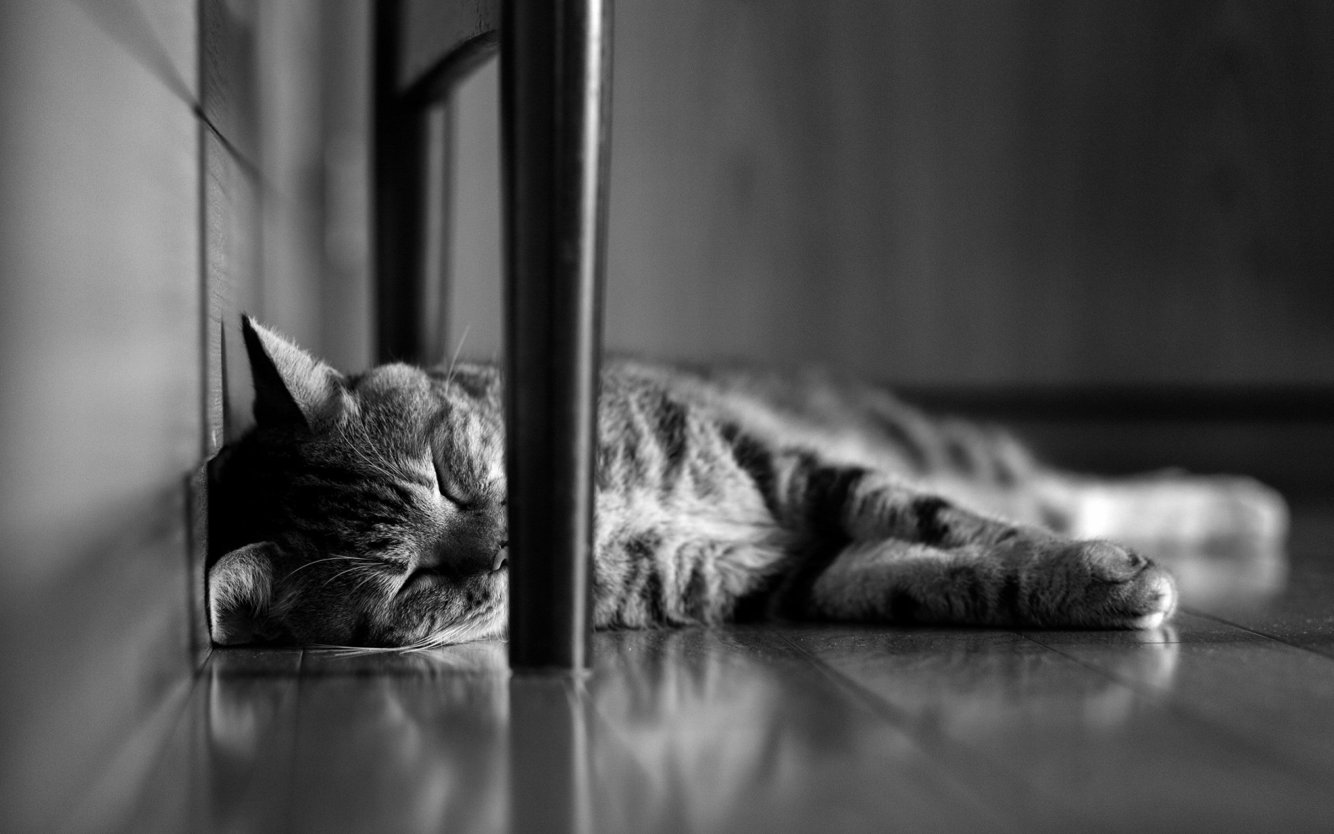 A serene black and white image of a sleeping cat curled up on a wooden floor, with a chair leg framing the scene, creating a cozy and tranquil atmosphere.