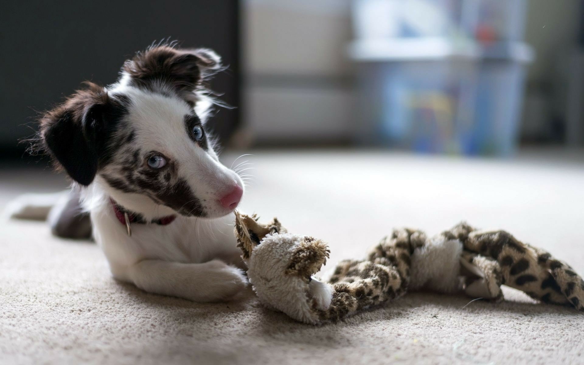 HD PC desktop wallpaper featuring a close-up of a playful dog lying on carpet with a leopard-print toy.