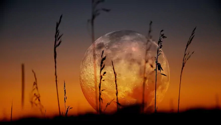 HD wallpaper featuring a large, radiant moon set against a vibrant sunset sky, silhouetted by slender grasses in the foreground.