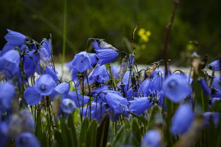 blue flower nature flower HD Desktop Wallpaper | Background Image