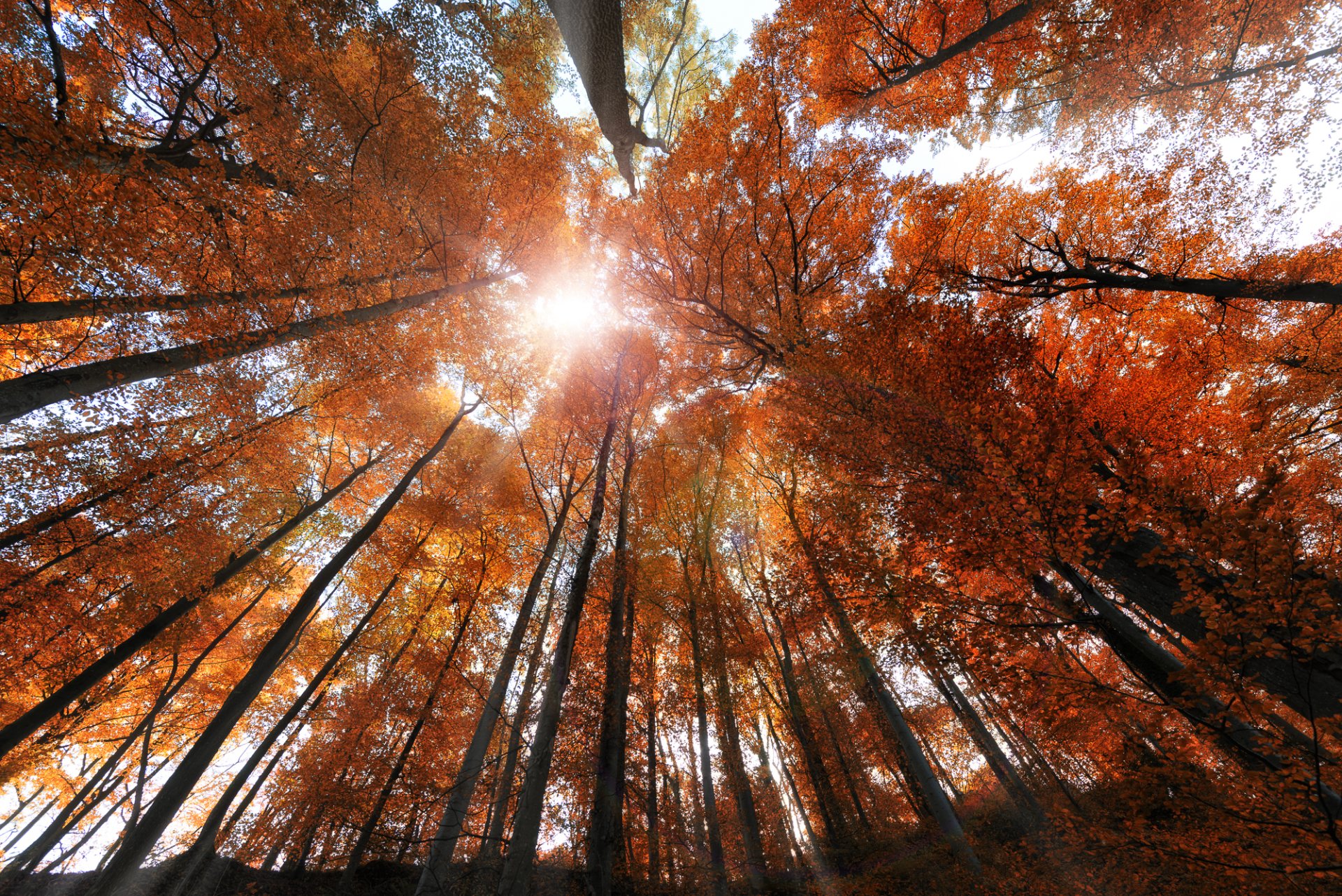 Download Sunbeam Tree Forest Nature Fall HD Wallpaper by John Wilhelm