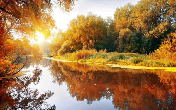 A serene river scene with birch trees reflecting in the water, bathed in warm autumn sunshine, surrounded by a lush forest and vibrant fall foliage. An inviting nature landscape.