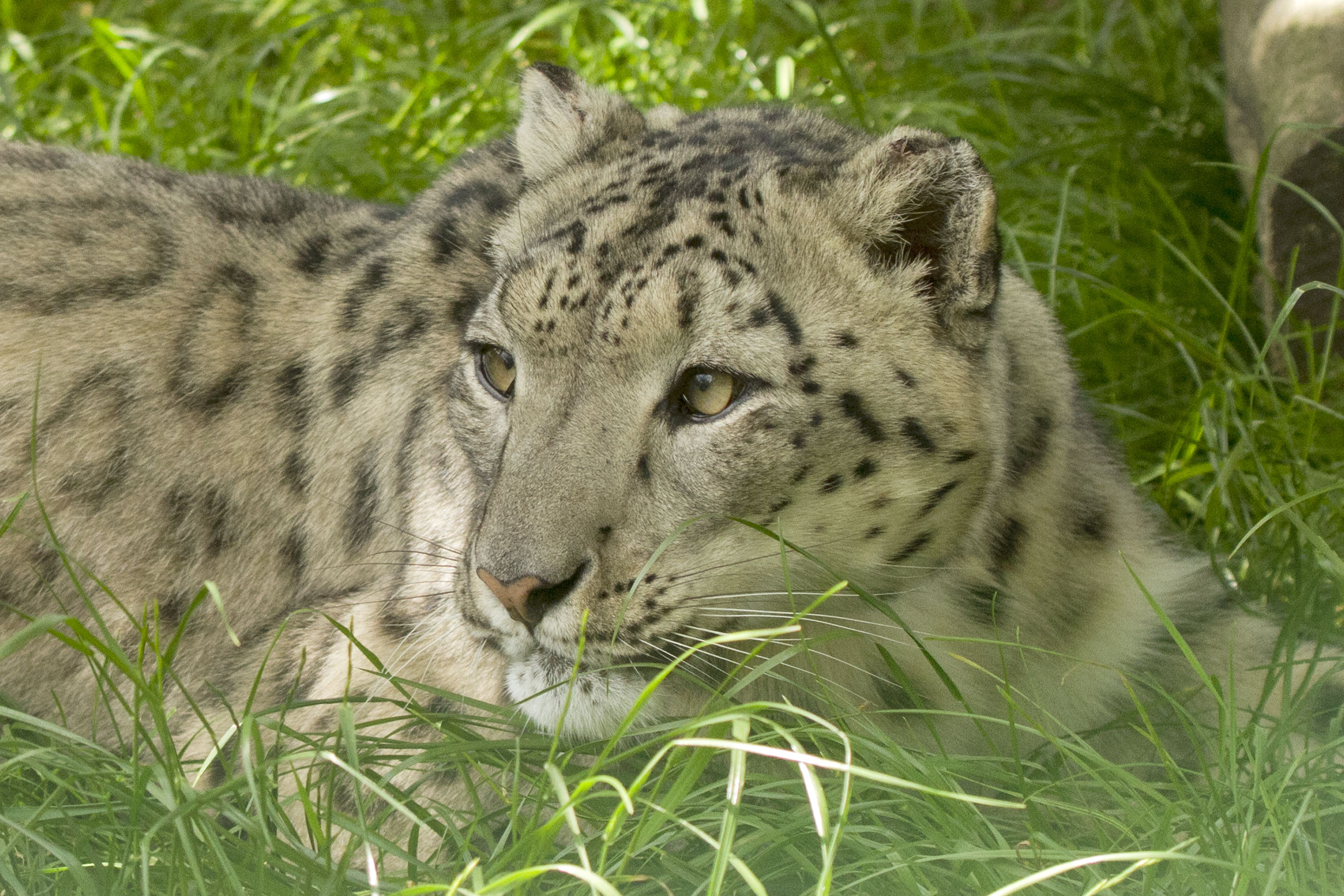 Download Animal Snow Leopard 4k Ultra HD Wallpaper