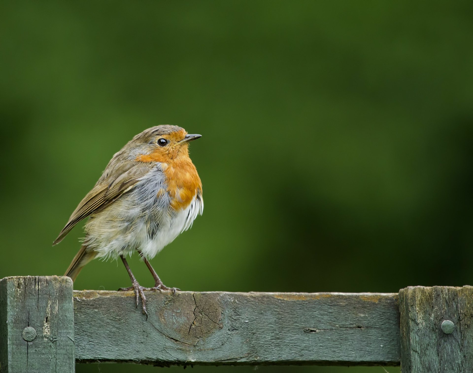 Robin Bird Hd Background Wallpaper 75706 Baltana Images