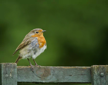 Animal robin HD Desktop Wallpaper | Background Image
