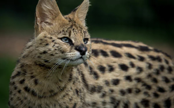 Serval cat close-up with spotted coat and alert gaze, presented as a 4K Ultra HD PC desktop wallpaper and background.