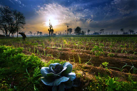 4K Ultra HD landscape wallpaper of a field in Pakistan at sunrise, featuring young crops, trees silhouetted against a dramatic sky, and vibrant natural scenery.