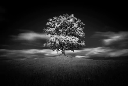  Solitaire by Rolf Nachbar