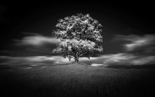 Black and white HD desktop wallpaper featuring a solitary tree standing in an open field under a cloudy sky, highlighting nature’s stark beauty and solitude.