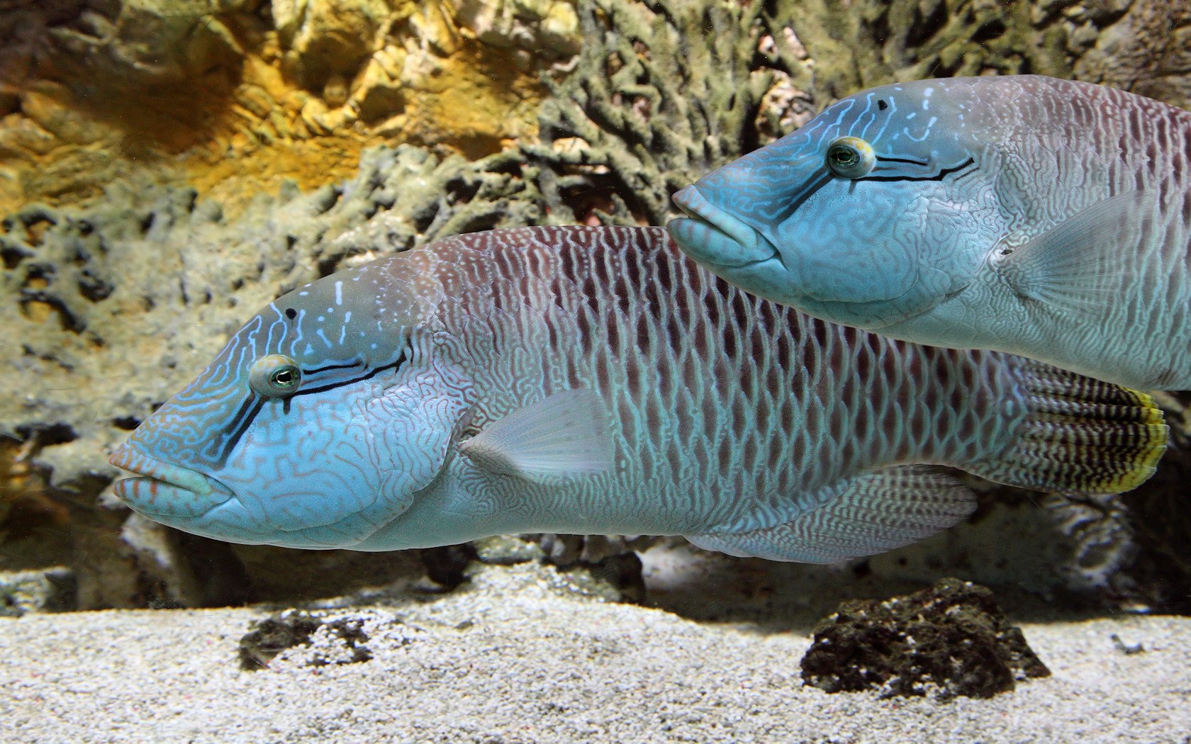 HD desktop wallpaper featuring two vibrant Humphead wrasses swimming near a coral reef with a sandy ocean floor. The colorful fish and detailed background create a stunning underwater scene.