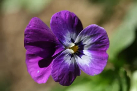 A close-up of a vibrant purple pansy flower, showcasing its delicate petals and intricate details, set against a soft green background. This HD image serves as a stunning desktop wallpaper.