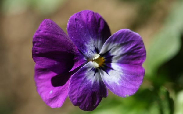 Earth Pansy Flowers Flower HD Wallpaper | Background Image