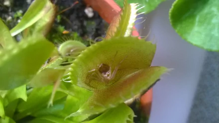 nature venus flytrap HD Desktop Wallpaper | Background Image