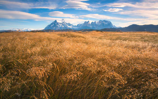 Golden fields stretch across the landscape with the towering mountains and clouds of Torres del Paine National Park, Patagonia, Chile in the clear HD desktop wallpaper.