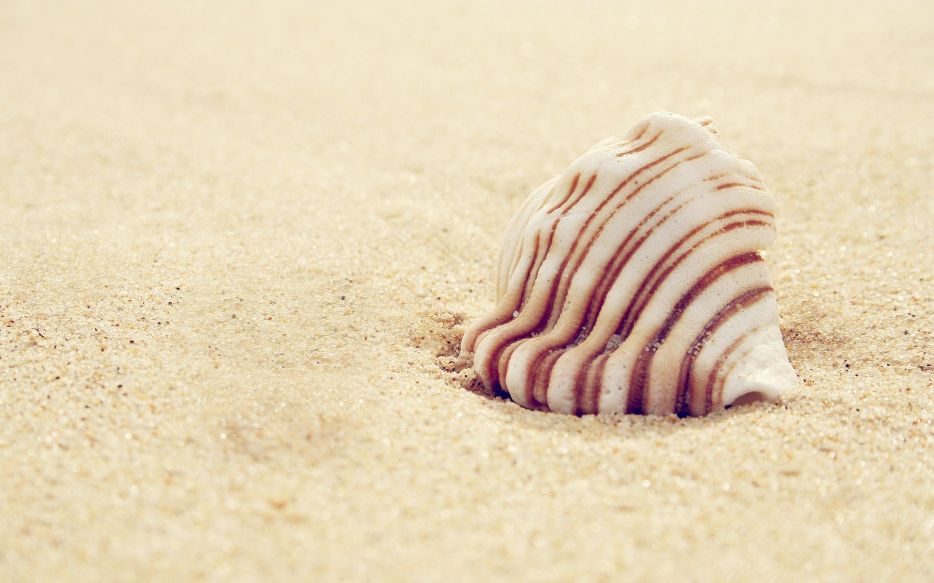 HD desktop wallpaper featuring a close-up of a striped shell resting on fine sand, showcasing natural textures and a serene beach atmosphere.
