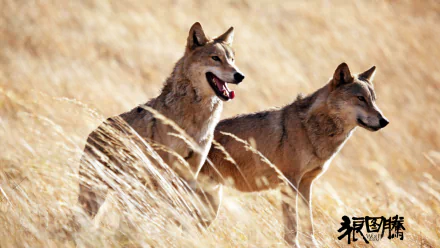 movie Wolf Totem HD Desktop Wallpaper | Background Image