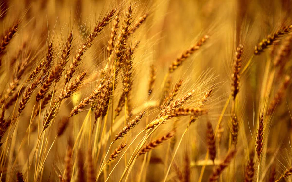 nature wheat HD Desktop Wallpaper | Background Image