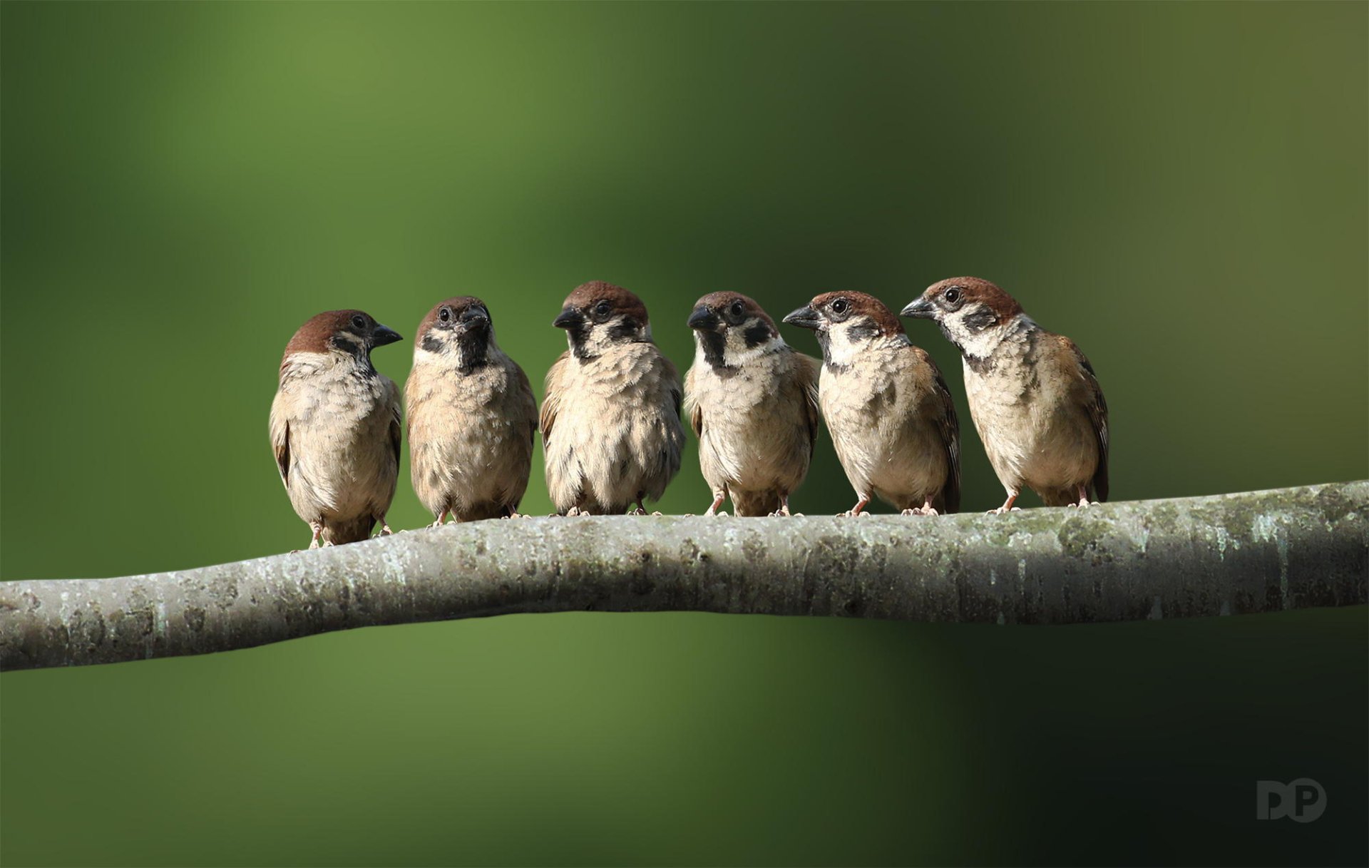 HD PC desktop wallpaper showing six sparrows (animal) perched on a branch against a soft green bokeh background.