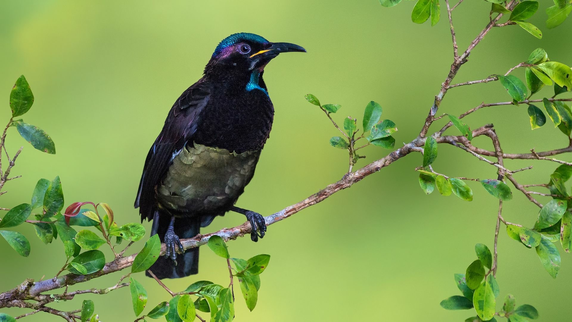 Victoria's Riflebird A Sub Gallery By: Dreamliner