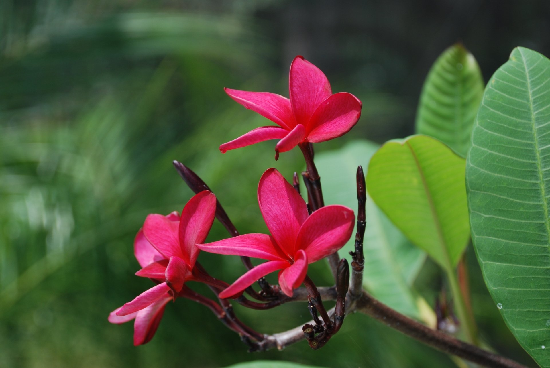 Download Nature Frangipani 4k Ultra HD Wallpaper