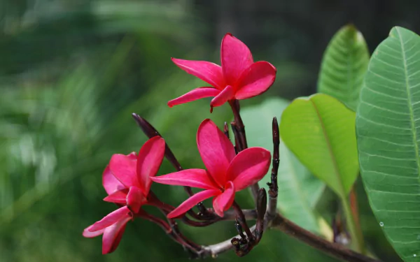 nature frangipani HD Desktop Wallpaper | Background Image