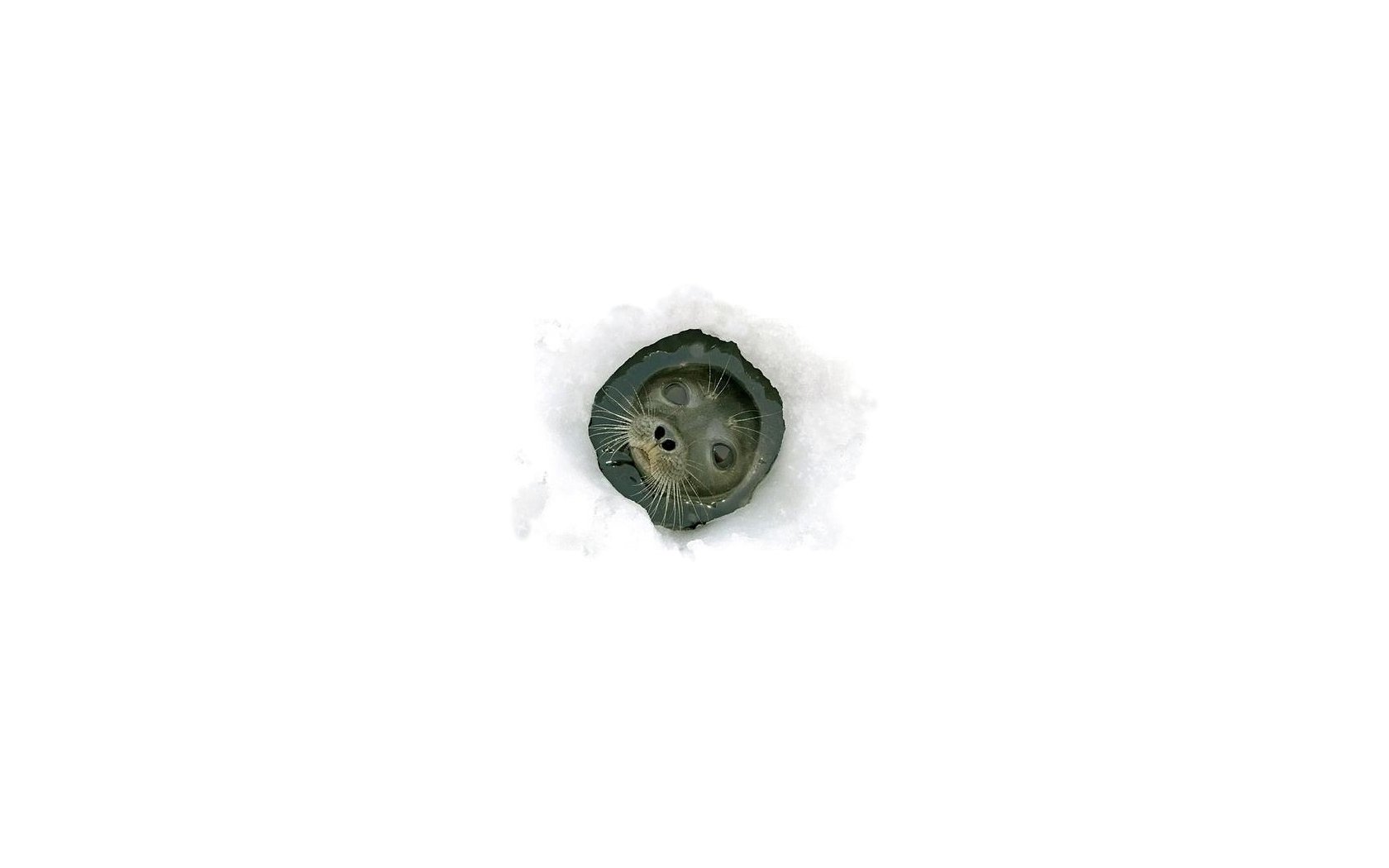 HD desktop wallpaper featuring a close-up of a seal's face peeking through a hole in the ice, showcasing the animal in a minimalistic, white snowy background.