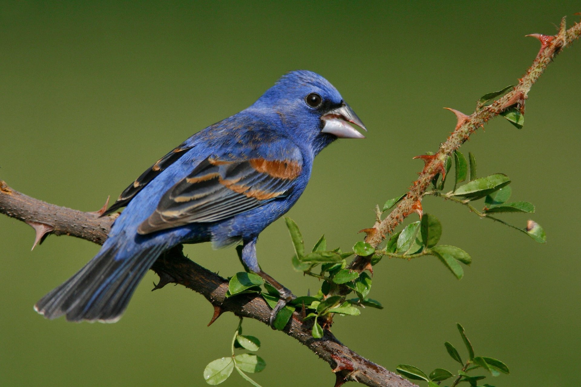 Download Blue Grosbeak Animal Grosbeak HD Wallpaper