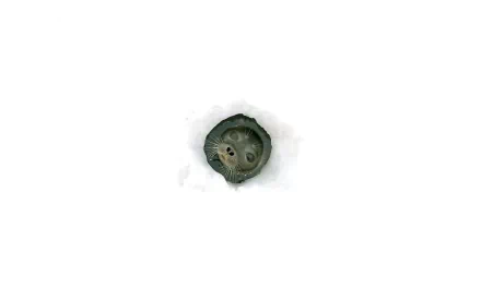 Animal seal HD Desktop Wallpaper | Background Image