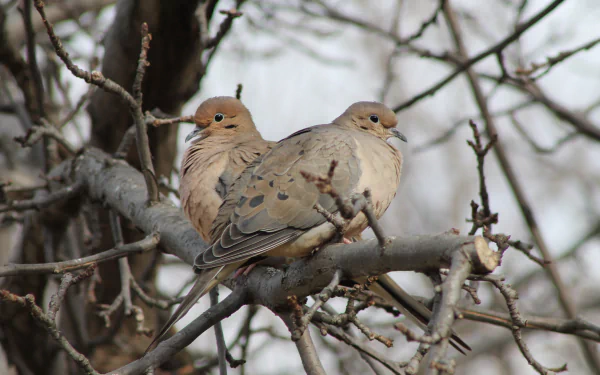 A serene 4K Ultra HD wallpaper featuring two doves perched on a branch, surrounded by a soft, natural backdrop of bare tree branches.