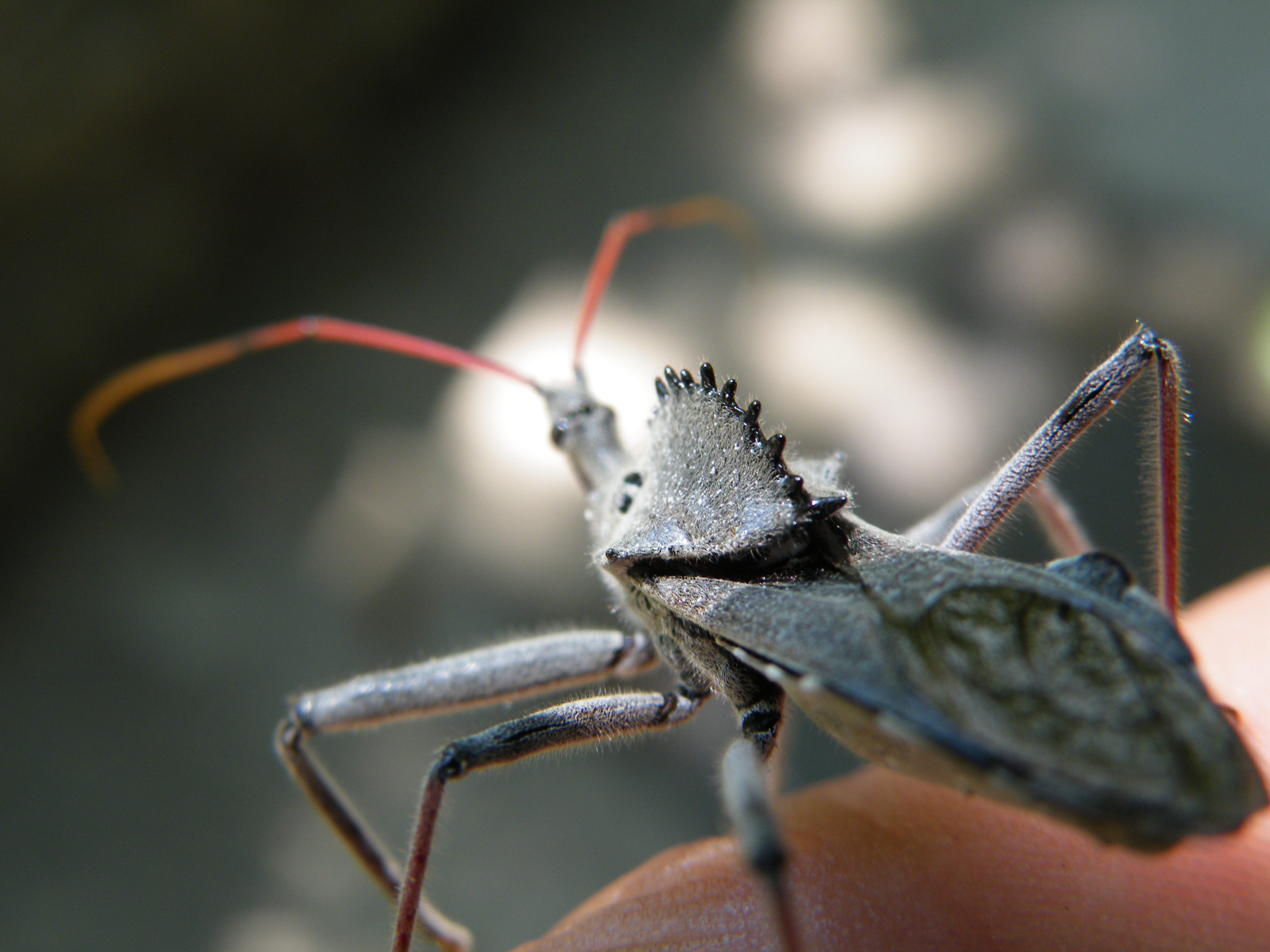 Download Animal Insect HD Wallpaper