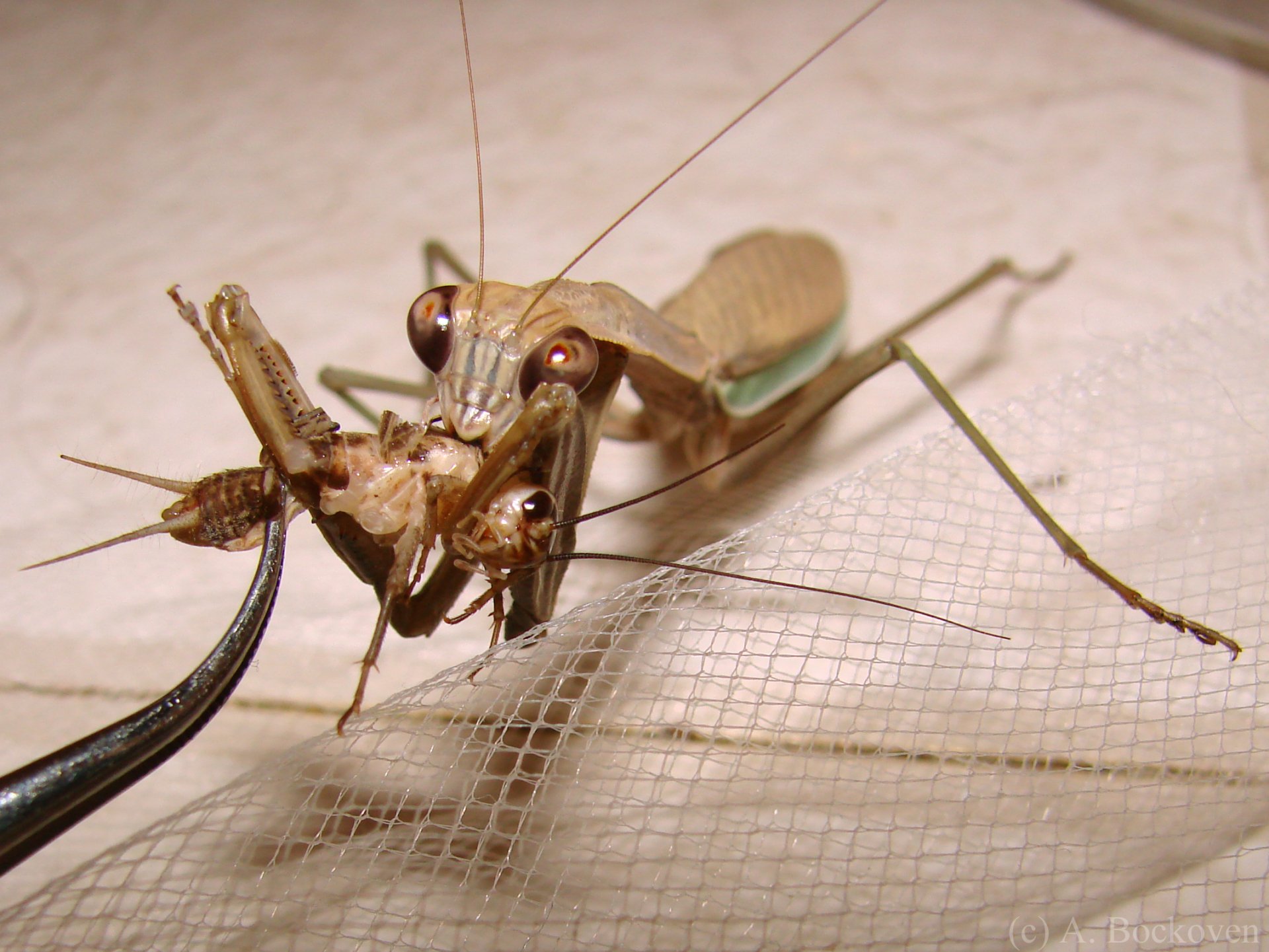 Download Animal Praying Mantis HD Wallpaper