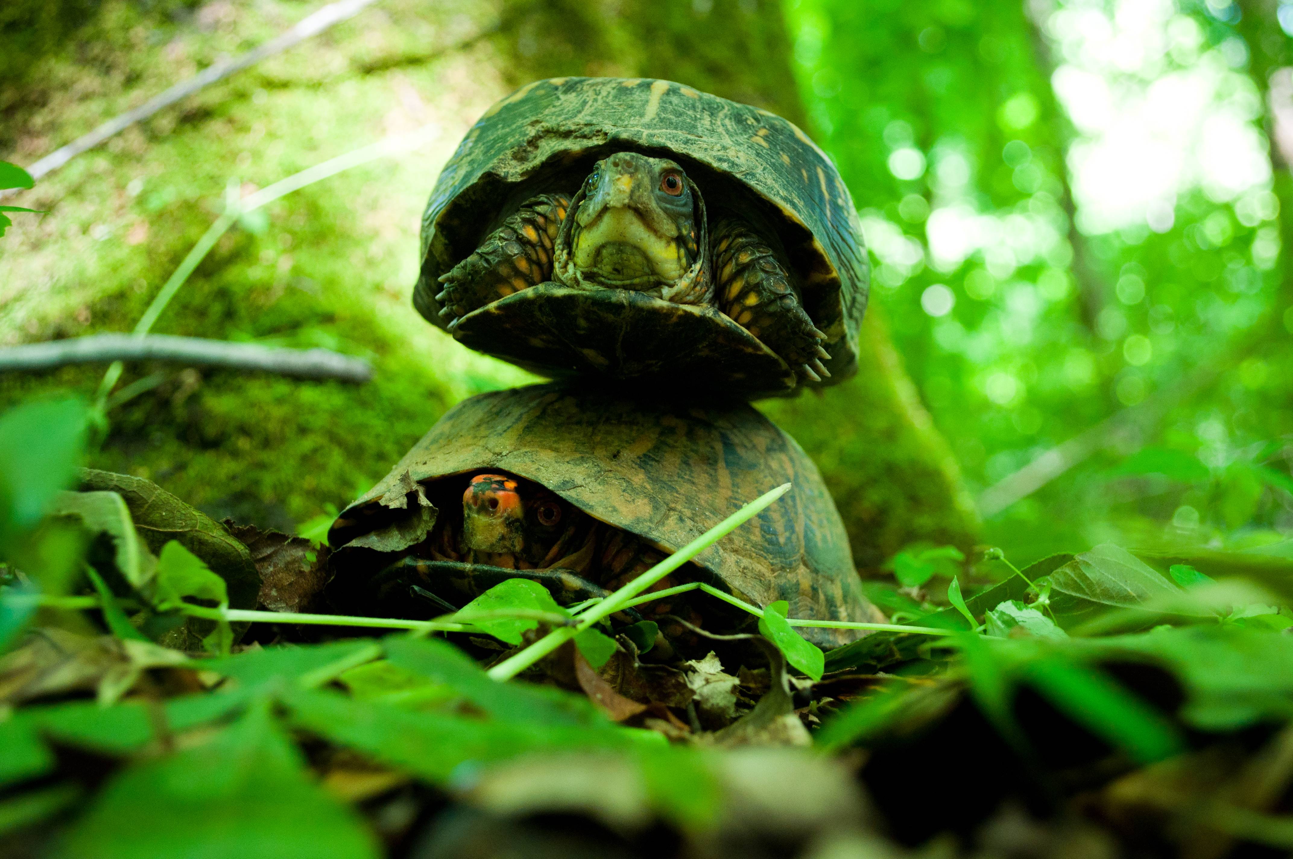 Черепаха в очках картинка. Черепаха. Черепахи в тропическом лесу. Черепаха на рабочий стол. Морская черепаха.