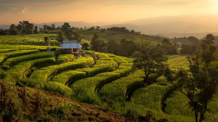 man made rice terrace HD Desktop Wallpaper | Background Image