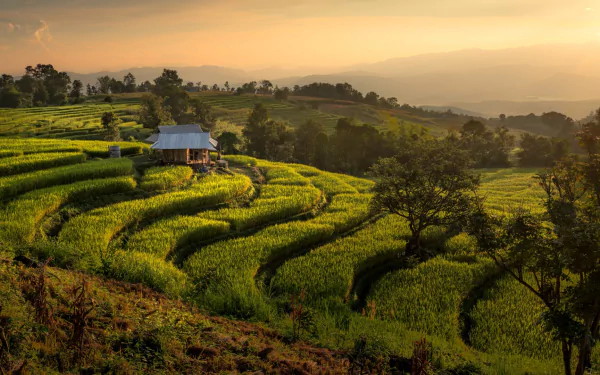 man made rice terrace HD Desktop Wallpaper | Background Image