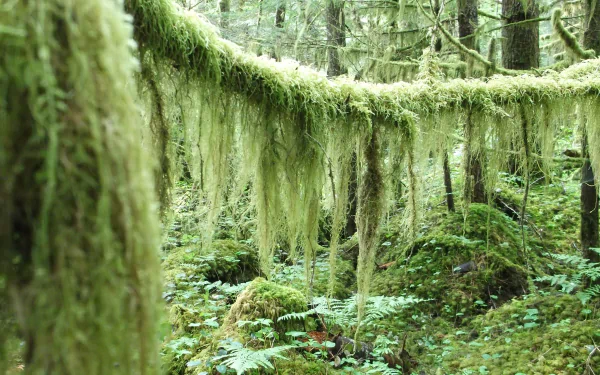 nature moss HD Desktop Wallpaper | Background Image