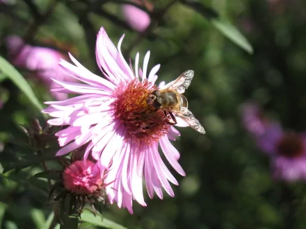Animal bee HD Desktop Wallpaper | Background Image