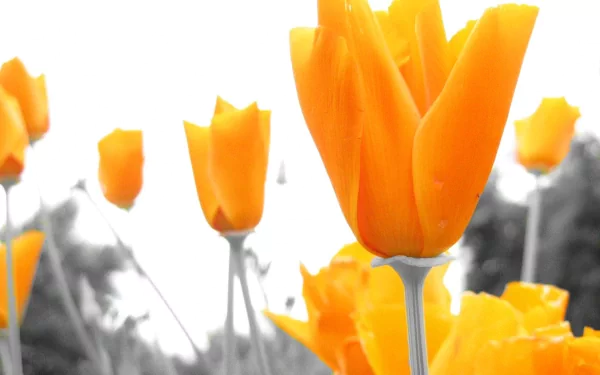A striking HD wallpaper featuring vibrant yellow flowers amidst a selectively desaturated background, highlighting the beauty of nature with a focus on floral details.