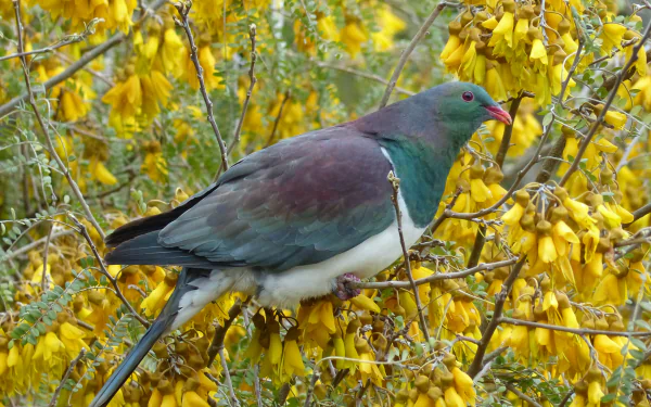 New Zealand Pigeon Animal pigeon HD Desktop Wallpaper | Background Image