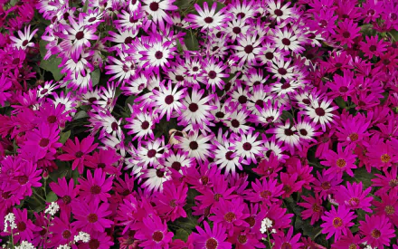 purple flower nature flower HD Desktop Wallpaper | Background Image