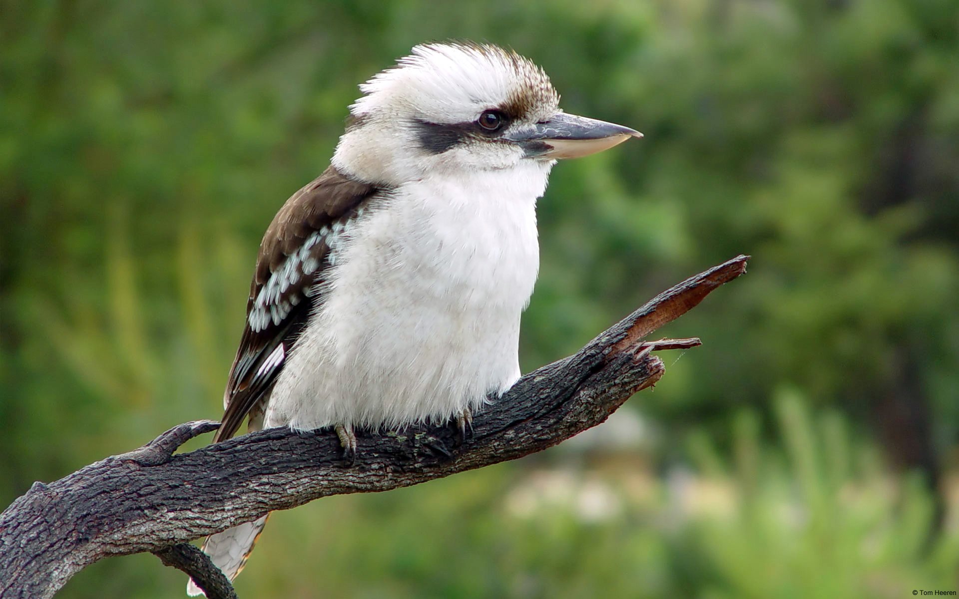 kookaburra teddy