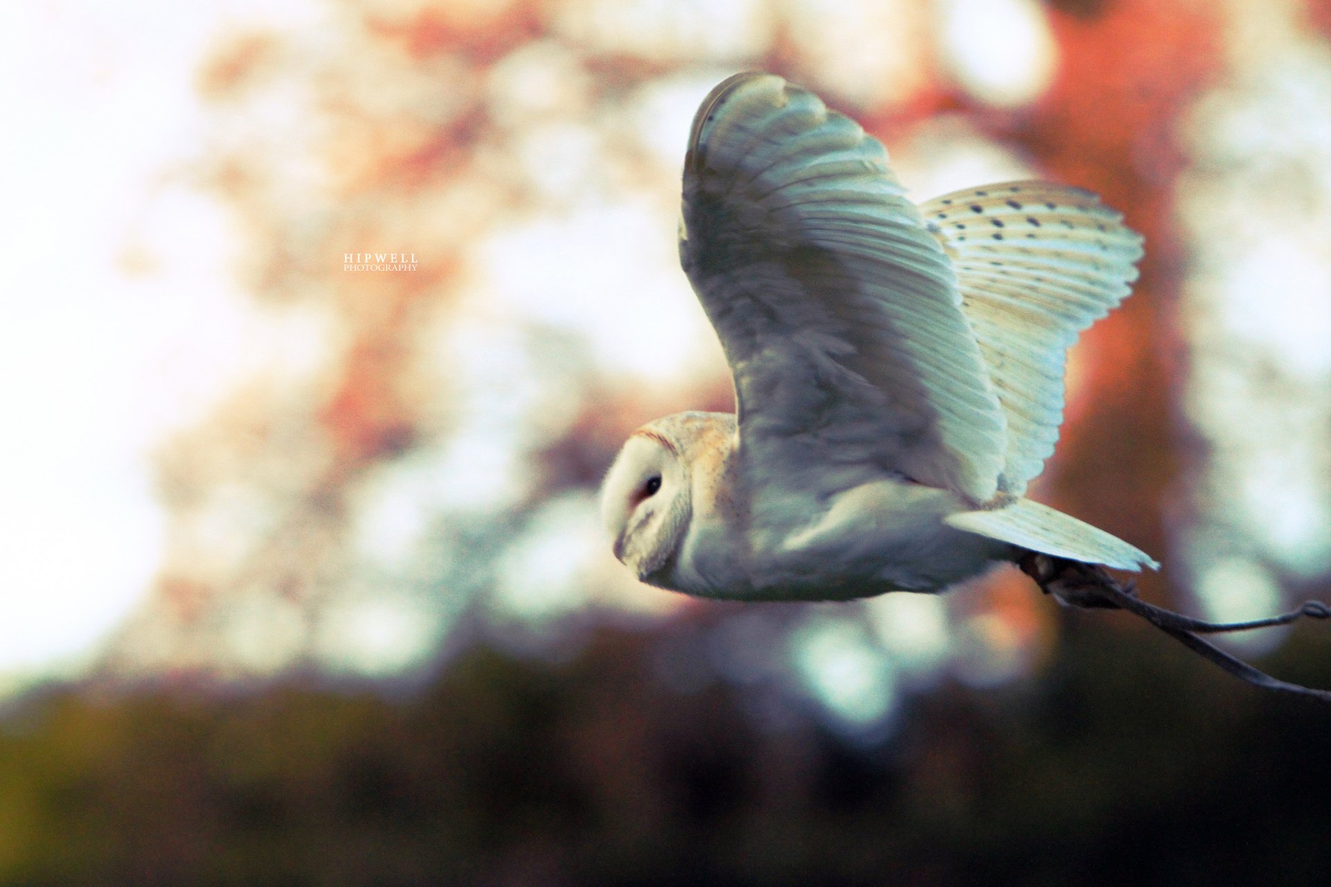 HD PC desktop wallpaper featuring a barn owl in mid-flight with detailed feathers, set against a softly blurred natural background.