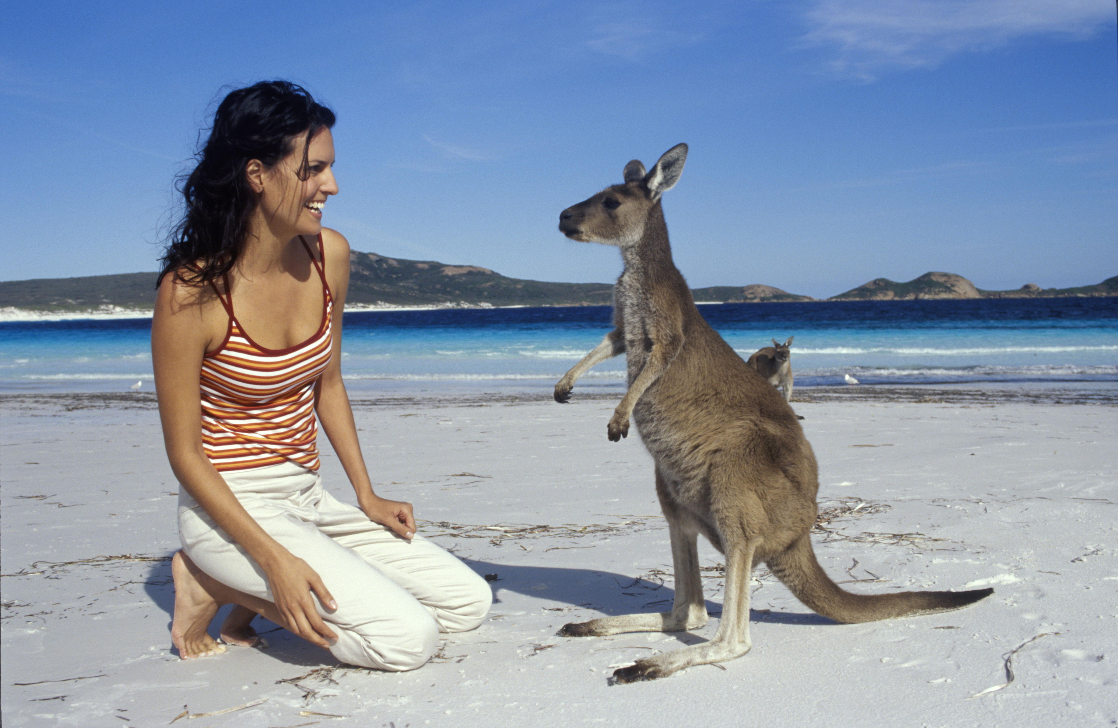 Австралия объекты живой. Остров кенгуру (Kangaroo Island). Кенгуру в Австралии. Сидней кенгуру.