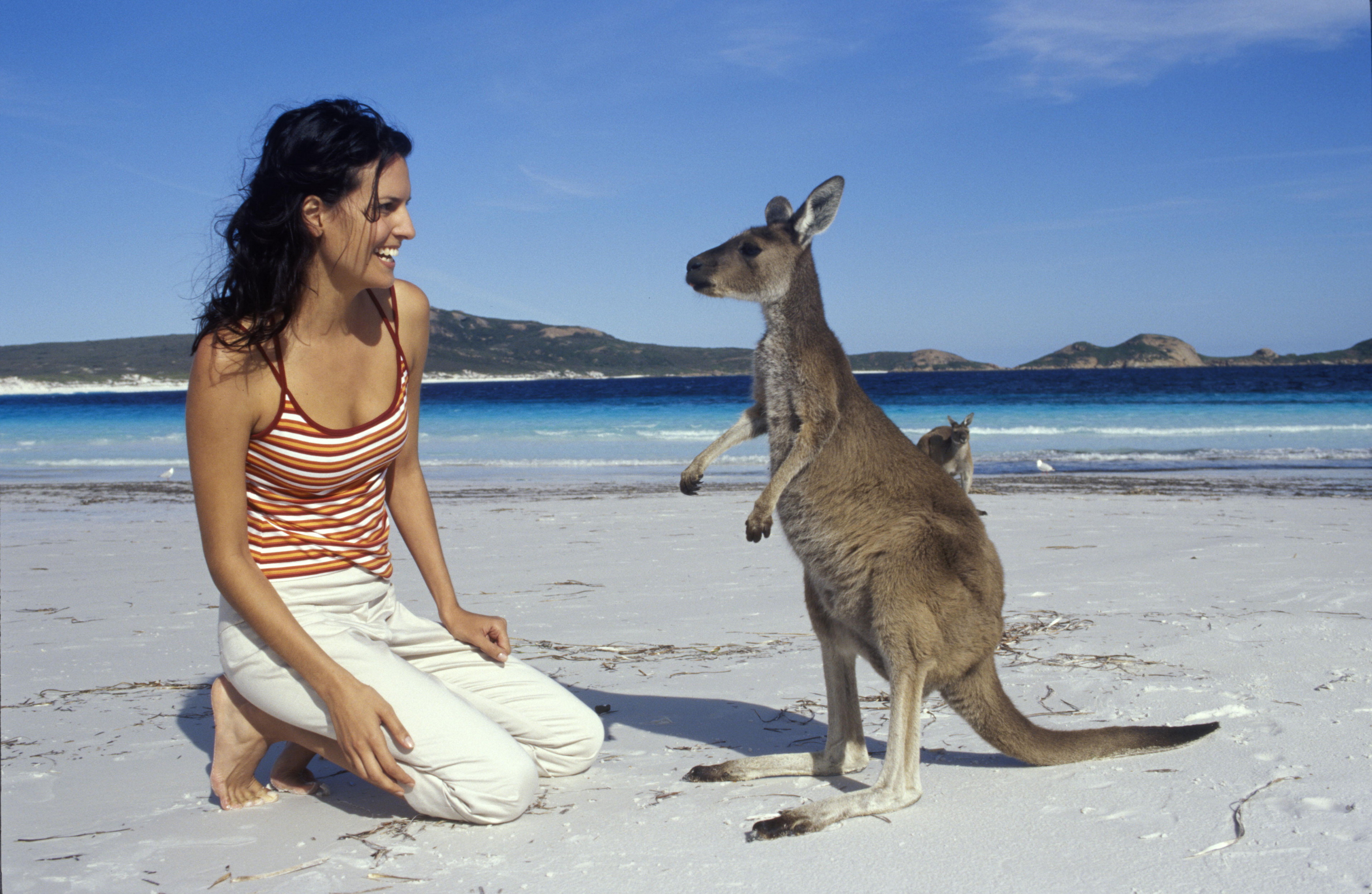 Most kangaroos live. Остров кенгуру (Kangaroo Island). Сидней кенгуру. Кенгуру в Австралии.