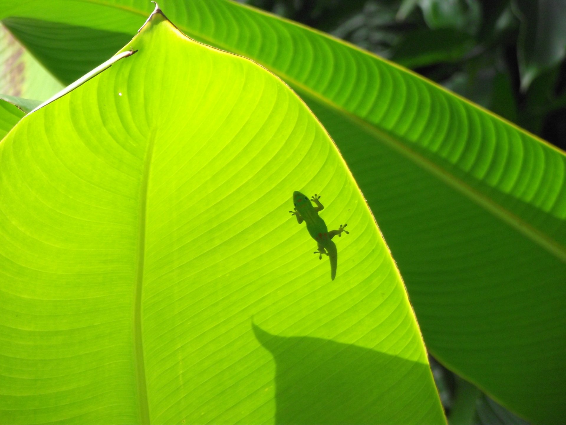 Download Animal Gecko 4k Ultra HD Wallpaper