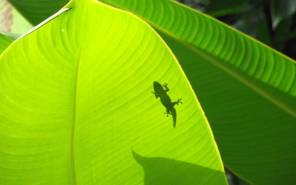 Animal gecko HD Desktop Wallpaper | Background Image