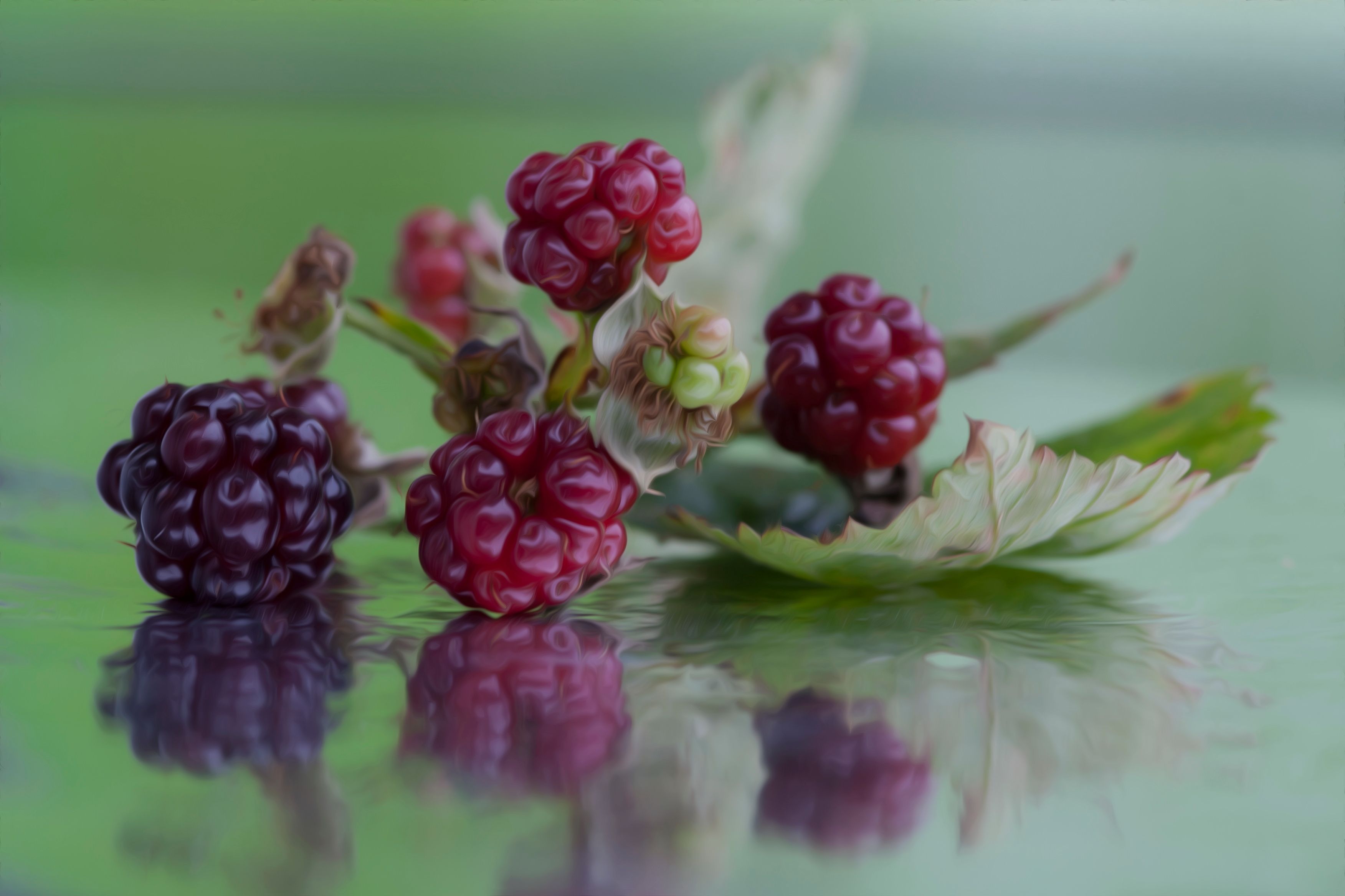 Food Blackberry HD Wallpaper | Background Image